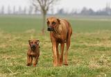 RODESIAN RIDGEBACK 163